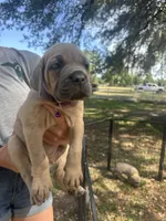 Purple , a female Cane Corso for sale in Dade City, FL – Photo 3 of 7