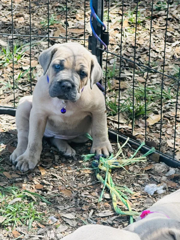 Purple  – Cane Corso puppy for sale in Dade City, FL