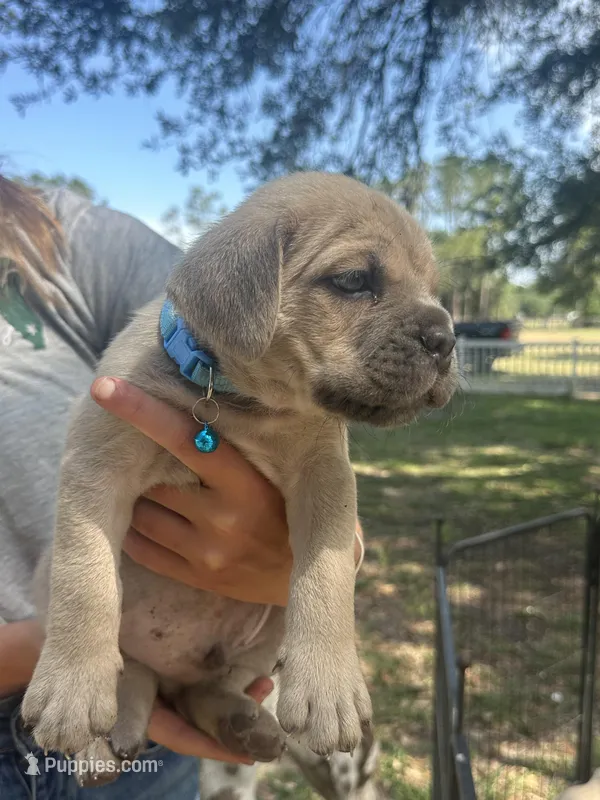 Light blue  – Cane Corso puppy for sale in Dade City, FL
