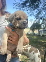 Light blue , a male Cane Corso for sale in Dade City, FL – Photo 2 of 6