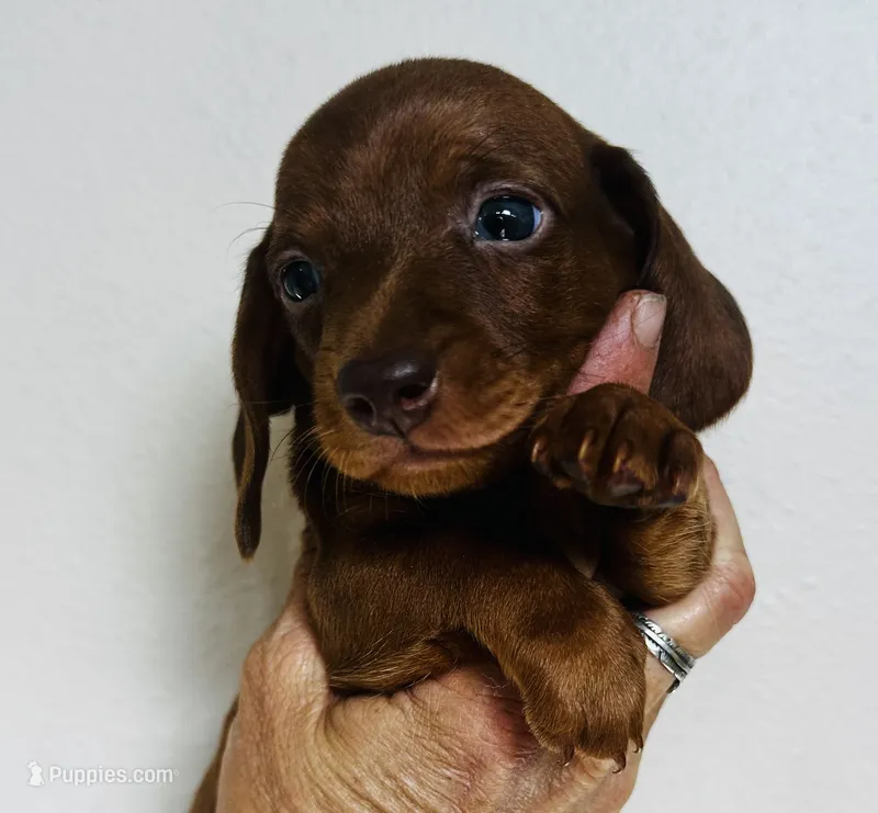 Pistachio  – Miniature Dachshund puppy for sale in Dade City, FL