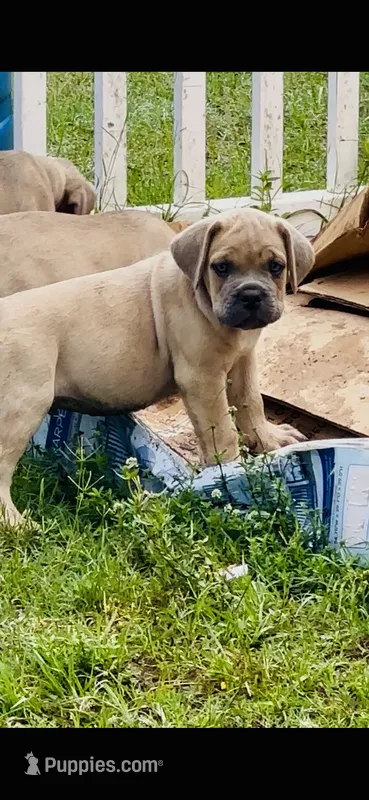 Light blue  – Cane Corso puppy for sale in Dade City, FL