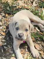 Dark pink , a female Cane Corso for sale in Dade City, FL – Photo 2 of 3