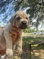 Dark pink , a female Cane Corso for sale in Dade City, FL – Photo 1 of 3