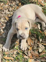 Dark pink , a female Cane Corso for sale in Dade City, FL – Photo 3 of 3