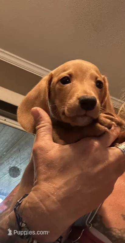 Chuck  – Miniature Dachshund puppy for sale in Dade City, FL
