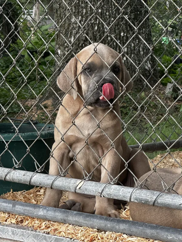 Yellow  – Cane Corso puppy for sale in Dade City, FL