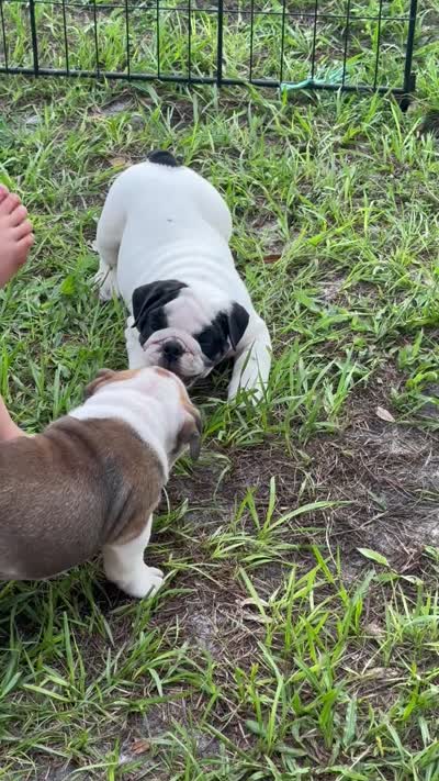 Ice , a female English Bulldog for sale in Dade City, FL – 4 of 4