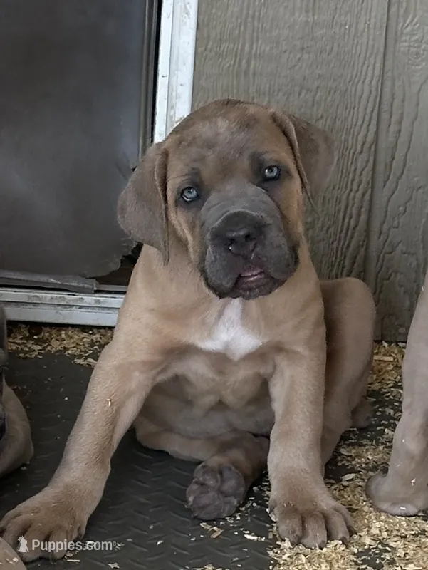 Purple  – Cane Corso puppy for sale in Dade City, FL