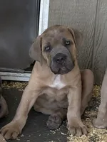 Purple , a female Cane Corso for sale in Dade City, FL – 1 of 7