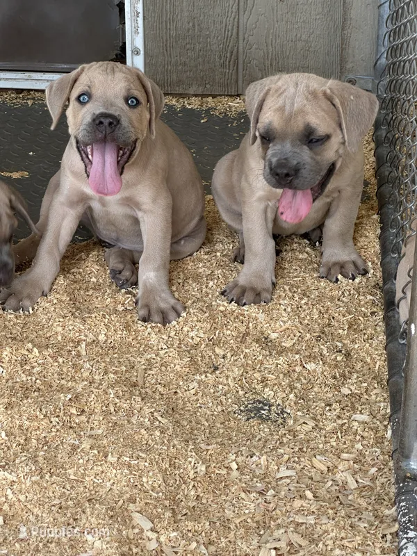 Yellow  – Cane Corso puppy for sale in Dade City, FL