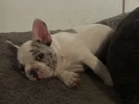 Mickey, a male French Bulldog for sale in Dade City, FL – Photo 2 of 7