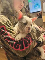 Mickey, a male French Bulldog for sale in Dade City, FL – Photo 1 of 7