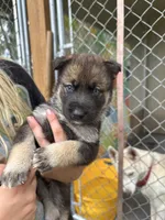 Blue collar, a male German Shepherd Dog and Siberian Husky for sale in Dade City, FL – Photo 2 of 4