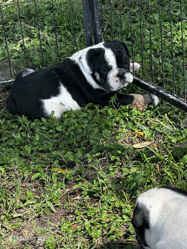 Star – English Bulldog puppy for sale in Dade City, FL