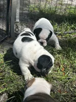 Snowman , a male English Bulldog for sale in Dade City, FL – 4 of 4