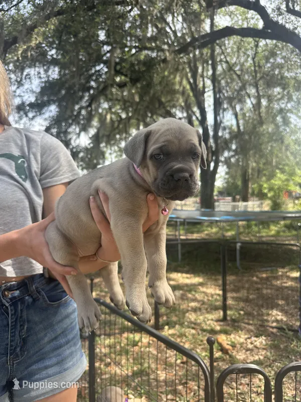 Light pink  – Cane Corso puppy for sale in Dade City, FL