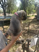Light pink , a female Cane Corso for sale in Dade City, FL – Photo 2 of 7