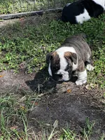Neptune , a male English Bulldog for sale in Dade City, FL – 2 of 3