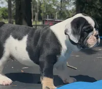 Star, a female English Bulldog for sale in Dade City, FL – 2 of 5