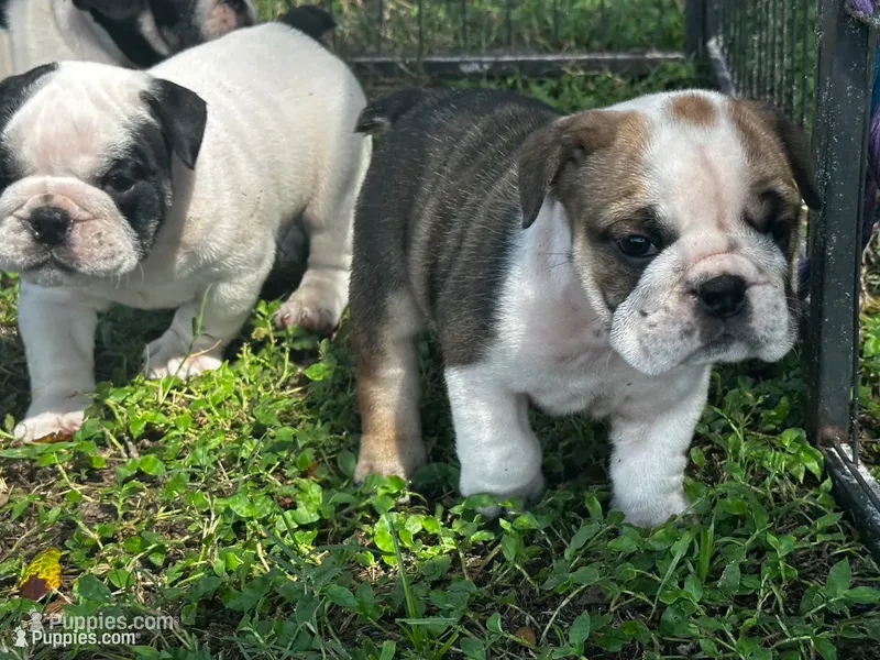 Venus  – English Bulldog puppy for sale in Dade City, FL