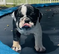 Star, a female English Bulldog for sale in Dade City, FL – 3 of 5