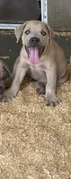 Light pink , a female Cane Corso for sale in Dade City, FL – 4 of 8