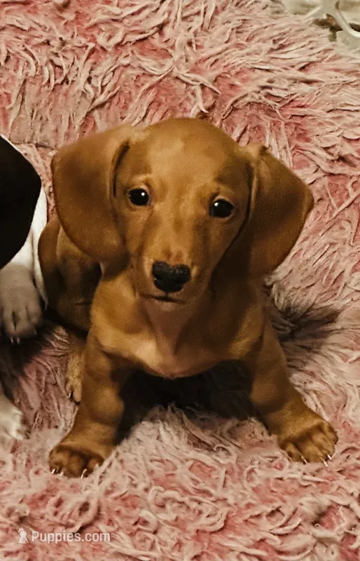 Chuck  – Miniature Dachshund puppy for sale in Dade City, FL