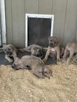 Yellow , a female Cane Corso for sale in Dade City, FL – 4 of 8