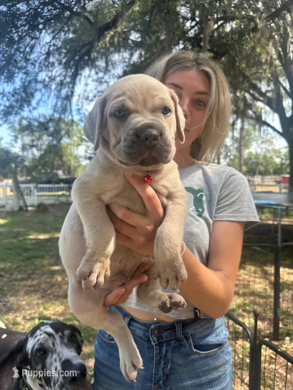 Red  – Cane Corso puppy for sale in Dade City, FL