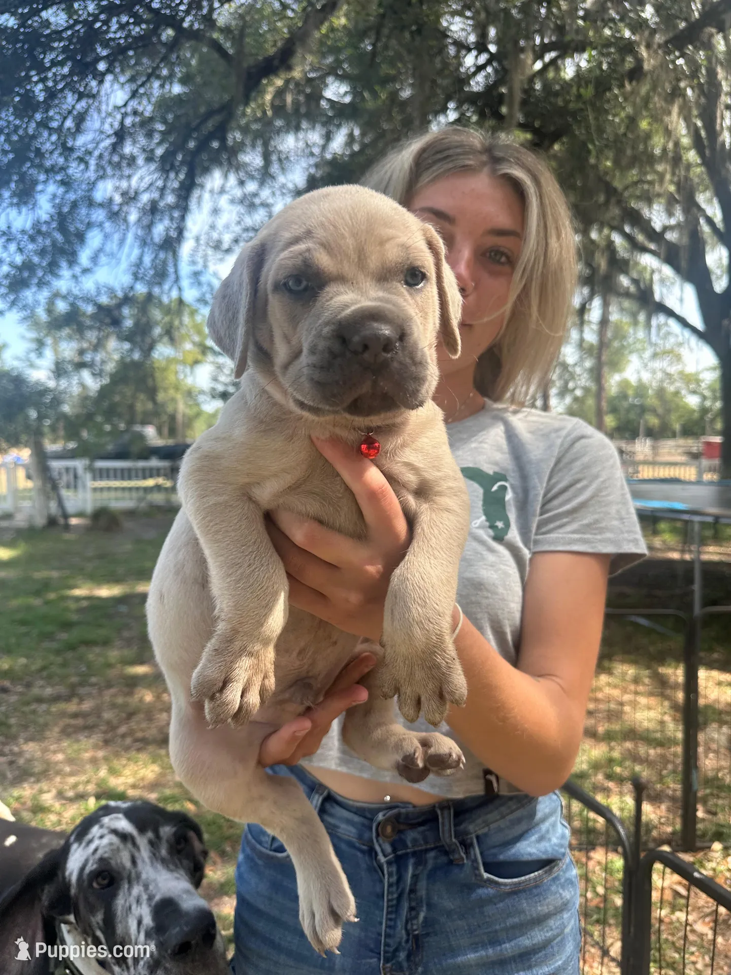 Red , a male Cane Corso for sale in Dade City, FL – Photo 1 of 5