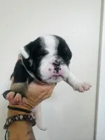 Star, a female English Bulldog for sale in Dade City, FL – 1 of 3
