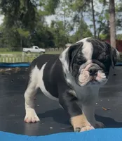 Star, a female English Bulldog for sale in Dade City, FL – 5 of 5