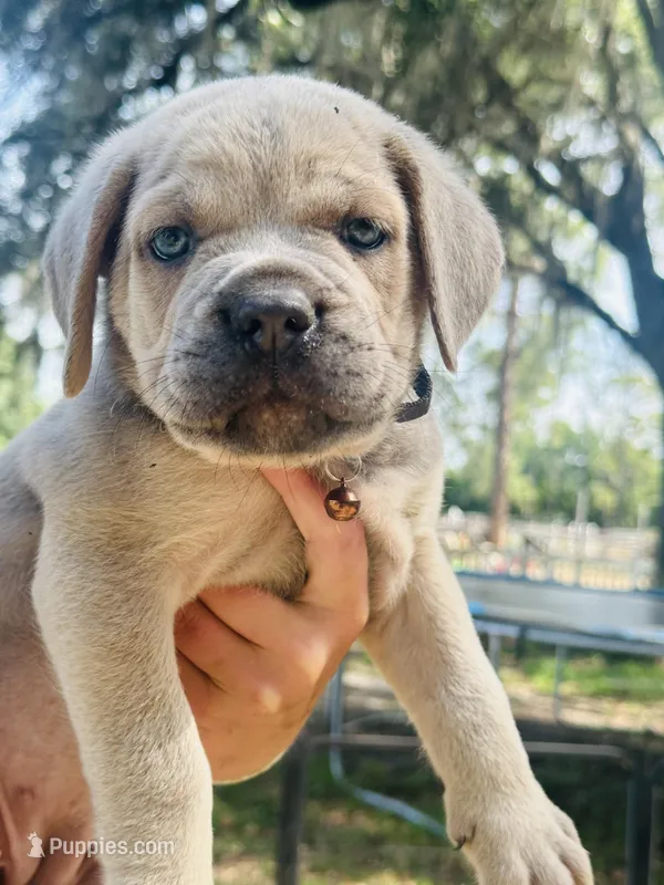Yellow  – Cane Corso puppy for sale in Dade City, FL