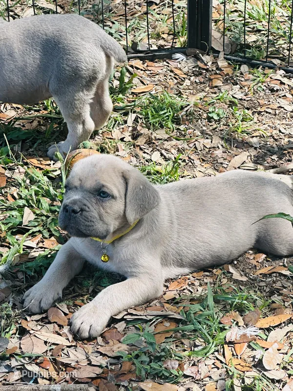 Yellow  – Cane Corso puppy for sale in Dade City, FL