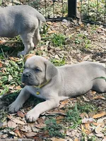 Yellow , a female Cane Corso for sale in Dade City, FL – Photo 2 of 2