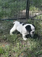 Snowman , a male English Bulldog for sale in Dade City, FL – 3 of 4