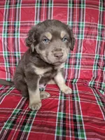 Blue Collar Boy, a male Chow Chow and Golden Retriever for sale in Polk City, FL – 6 of 10