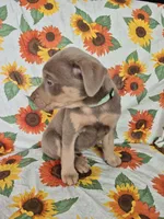 Mint Collar Girl , a female Chow Chow and Labrador Retriever for sale in Polk City, FL – Photo 5 of 7