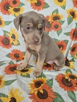 Mint Collar Girl , a female Chow Chow and Labrador Retriever for sale in Polk City, FL – Photo 2 of 7