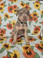 Mint Collar Girl , a female Chow Chow and Labrador Retriever for sale in Polk City, FL – Photo 3 of 7