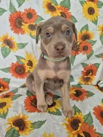 Mint Collar Girl , a female Chow Chow and Labrador Retriever for sale in Polk City, FL – Photo 6 of 7