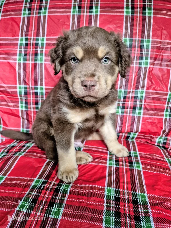 Blue Collar Boy – Chow Chow, Golden Retriever puppy for sale in Polk City, FL