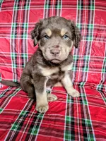 Blue Collar Boy, a male Chow Chow and Golden Retriever for sale in Polk City, FL – 1 of 10