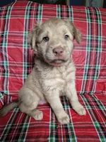 Pink Collar Girl , a female Chow Chow and Golden Retriever for sale in Polk City, FL – 7 of 7