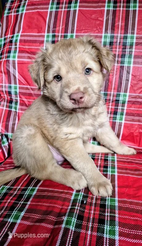 Pink Collar Girl  – Chow Chow, Golden Retriever puppy for sale in Polk City, FL