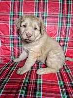 Pink Collar Girl , a female Chow Chow and Golden Retriever for sale in Polk City, FL – 3 of 7