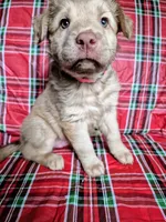 Pink Collar Girl , a female Chow Chow and Golden Retriever for sale in Polk City, FL – 6 of 7