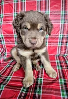 Blue Collar Boy, a male Chow Chow and Golden Retriever for sale in Polk City, FL – 10 of 10