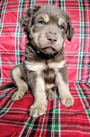 Blue Collar Boy, a male Chow Chow and Golden Retriever for sale in Polk City, FL – 8 of 10